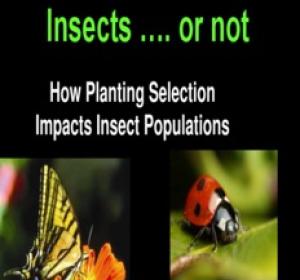 Gardening for Insects