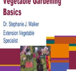 Vegetable Gardening Basics